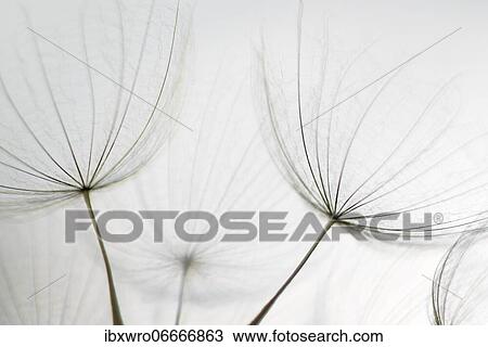 Filigree fruit stalks of a composite, filigree, abstract, graphic, Eichstätt, Bavaria, Germany, Europe View Large Photo Image Stock Image - Filigree fruit stalks of a composite, filigree, abstract, graphic, Eichstätt, Bavaria, Germany, Europe. Fotosearch