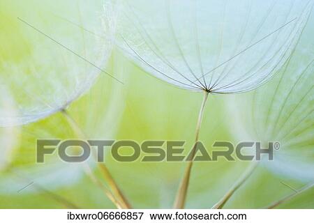 Filigree fruit stalks of a composite, filigree, abstract, graphic, Eichstätt, Bavaria, Germany, Europe View Large Photo Image Stock Photo - Filigree fruit stalks of a composite, filigree, abstract, graphic, Eichstätt, Bavaria, Germany, Europe. Fotosearch