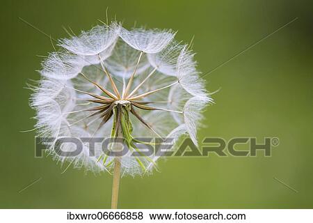 Filigree fruit stalks of a composite, filigree, abstract, graphic, Eichstätt, Bavaria, Germany, Europe View Large Photo Image Stock Photo - Filigree fruit stalks of a composite, filigree, abstract, graphic, Eichstätt, Bavaria, Germany, Europe. Fotosearch