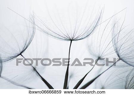 Filigree fruit stalks of a composite, filigree, abstract, graphic, Eichstätt, Bavaria, Germany, Europe View Large Photo Image Stock Photo - Filigree fruit stalks of a composite, filigree, abstract, graphic, Eichstätt, Bavaria, Germany, Europe. Fotosearch