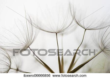 Filigree fruit stalks of a composite, filigree, abstract, graphic, Eichstätt, Bavaria, Germany, Europe View Large Photo Image Stock Photograph - Filigree fruit stalks of a composite, filigree, abstract, graphic, Eichstätt, Bavaria, Germany, Europe. Fotosearch