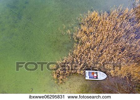 Stock Image - Fishing boat at the reed belt of the Irrsee, from above, drone photo, aerial view, Zell am moss, Mondseeland, Salzkammergut, Upper Austria, Austria, Europe. Fotosearch