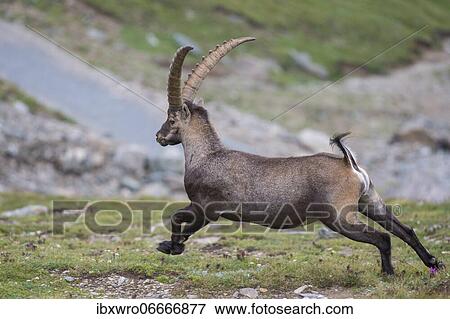 Stock Photo - Fleeing alpine ibex (Capra ibex), ibex, mountain, Alps, Hohe Tauern National Park, Austria, Europe. Fotosearch