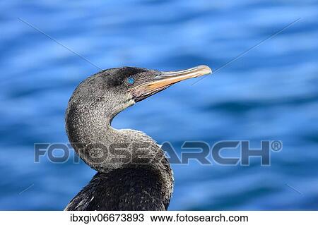 Stock Image - Flightless Cormorant (Phalacrocorax harrisi), portrait, Tagus Cove, Isabela Island, Galapagos, Ecuador, South America. Fotosearch