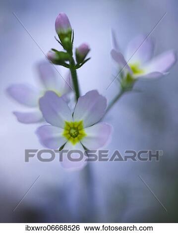 Stock Photograph - Flower of the water feather (Hottonia palustris), Lüneburger Heide, Germany, Europe. Fotosearch