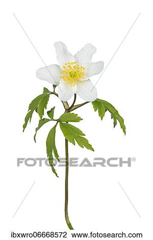 Stock Image - Flowering anemone (Wood anemones nemorosa), wild, Germany, Europe. Fotosearch