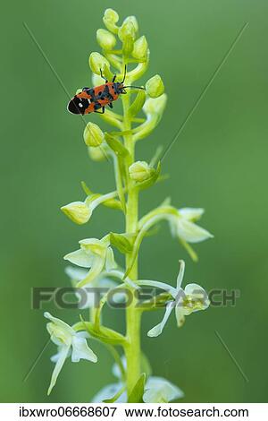 Flowering forest hyacinth (Platanthera bifolia) with fire bug, orchid, Leutra Valley, Germany, Europe View Large Photo Image Stock Photo - Flowering forest hyacinth (Platanthera bifolia) with fire bug, orchid, Leutra Valley, Germany, Europe. Fotosearch