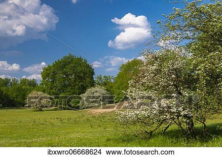 Flowering hawthorn (Crataegus) and oaks (Quercus) in the nature reserve Borkener Paradies, Hudewald, hedge, heath landscape, tree, Germany, Europe View Large Photo Image Picture - Flowering hawthorn (Crataegus) and oaks (Quercus) in the nature reserve Borkener Paradies, Hudewald, hedge, heath landscape, tree, Germany, Europe. Fotosearch