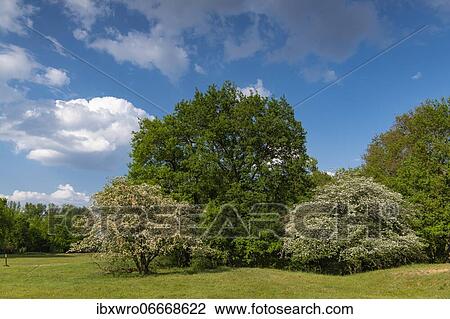 Stock Image - Flowering hawthorn (Crataegus) and oaks (Quercus) in the nature reserve Borkener Paradies, Hudewald, hedge, heath landscape, tree, Germany, Europe. Fotosearch