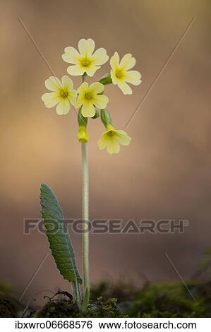 Flowering primrose (Primula veris), Germany, Europe View Large Photo Image Stock Photograph - Flowering primrose (Primula veris), Germany, Europe. Fotosearch