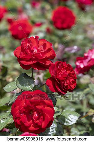 Flowering red roses, Bernese rose garden, Bern, Switzerland, Europe View Large Photo Image Stock Photography - Flowering red roses, Bernese rose garden, Bern, Switzerland, Europe. Fotosearch