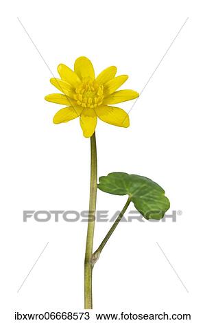 Flowering spring lesser celandine (Ficaria verna), exposed, Germany, Europe View Large Photo Image Stock Image - Flowering spring lesser celandine (Ficaria verna), exposed, Germany, Europe. Fotosearch
