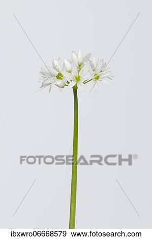 Flowering wild garlic (Allium ursinum), plant, forest, exempted, Germany, Europe View Large Photo Image Stock Photo - Flowering wild garlic (Allium ursinum), plant, forest, exempted, Germany, Europe. Fotosearch