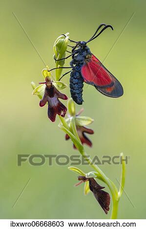 Fly orchid (Ophrys insectifera) with blood droplet (Zygaena filipendulae), orchid, moth, Leutra Valley, Germany, Europe View Large Photo Image Stock Image - Fly orchid (Ophrys insectifera) with blood droplet (Zygaena filipendulae), orchid, moth, Leutra Valley, Germany, Europe. Fotosearch