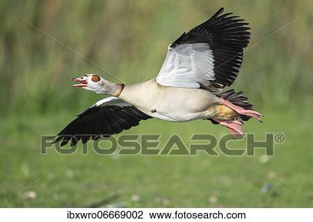 Flying Egyptian goose (Alopochen aegyptiacus), Kattinger Watt, Schleswig-Holstein, Germany, Europe View Large Photo Image Stock Image - Flying Egyptian goose (Alopochen aegyptiacus), Kattinger Watt, Schleswig-Holstein, Germany, Europe. Fotosearch