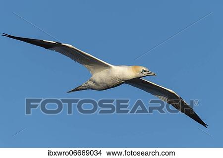 Picture - Flying gannet (Morus bassanus), North Sea, seabird, Germany, Europe. Fotosearch