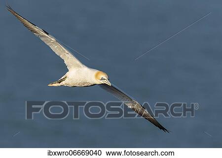 Stock Image - Flying gannet (Morus bassanus), North Sea, seabird, Germany, Europe. Fotosearch