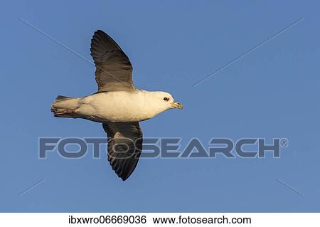 Flying Northern fulmar (Fulmarus glacialis), North Sea, seabird, Germany, Europe View Large Photo Image Stock Photograph - Flying Northern fulmar (Fulmarus glacialis), North Sea, seabird, Germany, Europe. Fotosearch