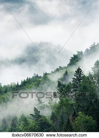 Foggy forest in the early morning, fog rising, Saxon Switzerland National Park, Saxony, Germany, Europe View Large Photo Image Stock Image - Foggy forest in the early morning, fog rising, Saxon Switzerland National Park, Saxony, Germany, Europe. Fotosearch