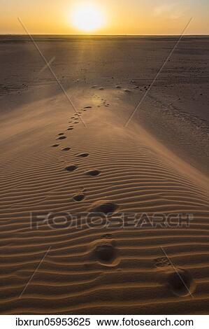 Footsteps in a sand dune at sunset, Sahara, North of Chad View Large Photo Image Stock Photography - Footsteps in a sand dune at sunset, Sahara, North of Chad. Fotosearch