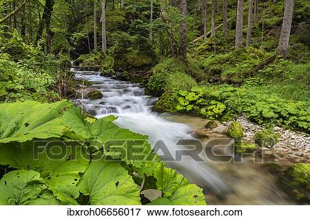 Stock Photo - Forest stream in Hartelsgraben, Gesaeuse National Park, Styria, Austria, Europe. Fotosearch