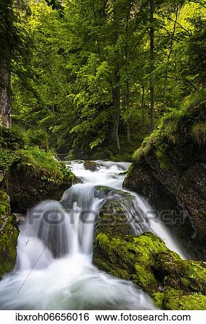 Stock Photograph - Forest stream in Hartelsgraben, Gesaeuse National Park, Styria, Austria, Europe. Fotosearch