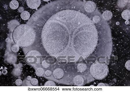 Forms of ice in a puddle, ice crystals, frost, winter, Goldenstedter Moor, Lower Saxony, Germany, Europe View Large Photo Image Picture - Forms of ice in a puddle, ice crystals, frost, winter, Goldenstedter Moor, Lower Saxony, Germany, Europe. Fotosearch