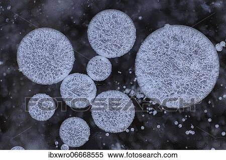 Forms of ice in a puddle, ice crystals, frost, winter, Goldenstedter Moor, Lower Saxony, Germany, Europe View Large Photo Image Stock Photography - Forms of ice in a puddle, ice crystals, frost, winter, Goldenstedter Moor, Lower Saxony, Germany, Europe. Fotosearch