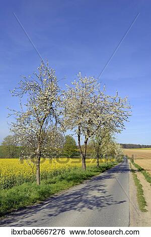 Fruit trees, pear trees (Pyrus) and cherry trees (Prunus) in blossom on a country road, blue sky, North Rhine-Westphalia, Germany, Europe View Large Photo Image Stock Photograph - Fruit trees, pear trees (Pyrus) and cherry trees (Prunus) in blossom on a country road, blue sky, North Rhine-Westphalia, Germany, Europe. Fotosearch