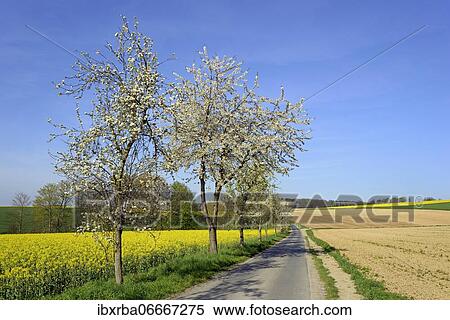 Fruit trees, pear trees (Pyrus) and cherry trees (Prunus) in blossom on a country road, blue sky, North Rhine-Westphalia, Germany, Europe View Large Photo Image Stock Photography - Fruit trees, pear trees (Pyrus) and cherry trees (Prunus) in blossom on a country road, blue sky, North Rhine-Westphalia, Germany, Europe. Fotosearch