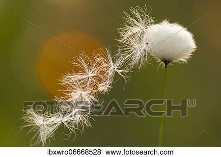 Fruiting sheath cottongrass (Eriophorum vaginatum), seed fan, Goldenstedter Moor, Lower Saxony, Germany, Europe View Large Photo Image Stock Photo - Fruiting sheath cottongrass (Eriophorum vaginatum), seed fan, Goldenstedter Moor, Lower Saxony, Germany, Europe. Fotosearch