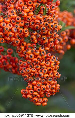 Stock Photography - Fruits of the scarlet firethorn (Pyracantha coccinea), Bavaria, Germany, Europe. Fotosearch