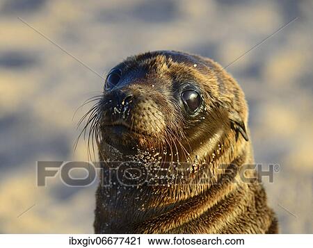 Galapagos sea lion (Zalophus wollebaeki), juvenile, Seymour Norte Island, Galapagos, Ecuador, South America View Large Photo Image Stock Image - Galapagos sea lion (Zalophus wollebaeki), juvenile, Seymour Norte Island, Galapagos, Ecuador, South America. Fotosearch