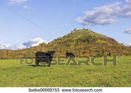 Galloway cattle (Bos primigenius taurus) on pasture, Swabian Alb biosphere reserve, Baden-Württemberg, Germany, Europe View Large Photo Image Stock Image - Galloway cattle (Bos primigenius taurus) on pasture, Swabian Alb biosphere reserve, Baden-Württemberg, Germany, Europe. Fotosearch