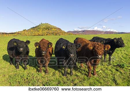 Galloway cattle (Bos primigenius taurus) on pasture, Swabian Alb biosphere reserve, Baden-Württemberg, Germany, Europe View Large Photo Image Stock Image - Galloway cattle (Bos primigenius taurus) on pasture, Swabian Alb biosphere reserve, Baden-Württemberg, Germany, Europe. Fotosearch