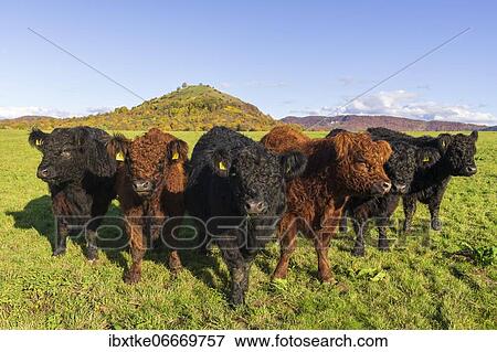 Galloway cattle (Bos primigenius taurus), Swabian Alb biosphere reserve, Baden-Württemberg, Germany, Europe View Large Photo Image Stock Photo - Galloway cattle (Bos primigenius taurus), Swabian Alb biosphere reserve, Baden-Württemberg, Germany, Europe. Fotosearch