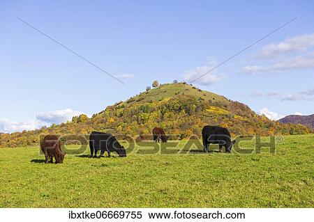 Galloway cattle (Bos primigenius taurus) on pasture, Swabian Alb biosphere reserve, Baden-Württemberg, Germany, Europe View Large Photo Image Stock Photography - Galloway cattle (Bos primigenius taurus) on pasture, Swabian Alb biosphere reserve, Baden-Württemberg, Germany, Europe. Fotosearch