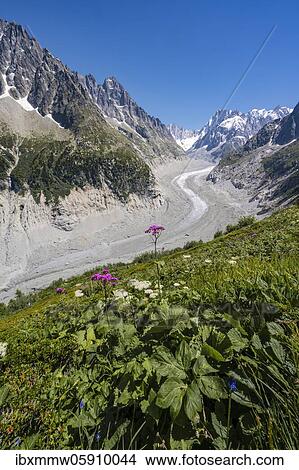 Picture - Glacier tongue Mer de Glace, rear Grandes Jorasses, Mont Blanc massif, Chamonix, France, Europe. Fotosearch