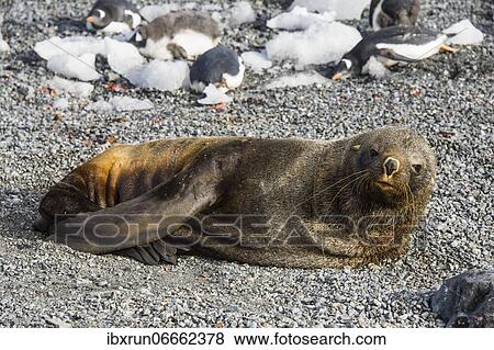 Gourdin island, Antarctica View Large Photo Image Stock Photo - Gourdin island, Antarctica. Fotosearch