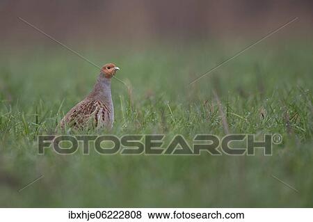 Gray partridge (Perdix perdix) in a meadow with morning dew, Rhineland-Palatinate, Germany, Europe View Large Photo Image Stock Photo - Gray partridge (Perdix perdix) in a meadow with morning dew, Rhineland-Palatinate, Germany, Europe. Fotosearch