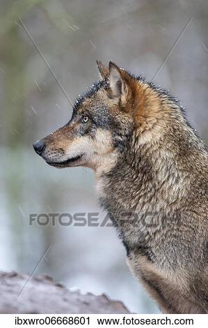 Gray wolf (Canis lupus) in winter fur, portrait, Germany, Europe View Large Photo Image Stock Image - Gray wolf (Canis lupus) in winter fur, portrait, Germany, Europe. Fotosearch