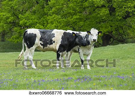 Grazing cows in the nature reserve Borkener Paradies, horned violet (Viola cornuta), Hudewald, extensive management, Germany, Europe View Large Photo Image Stock Photograph - Grazing cows in the nature reserve Borkener Paradies, horned violet (Viola cornuta), Hudewald, extensive management, Germany, Europe. Fotosearch