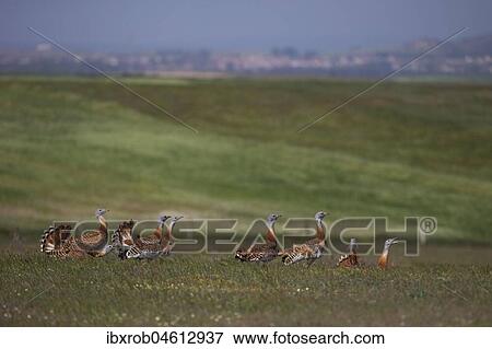 Great bustard (Otis tarda), group on grass steppe, Extremadura, Spain, Europe View Large Photo Image Stock Photo - Great bustard (Otis tarda), group on grass steppe, Extremadura, Spain, Europe. Fotosearch