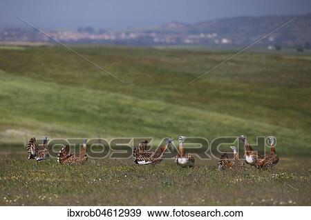 Great bustard (Otis tarda), group on grass steppe, Extremadura, Spain, Europe View Large Photo Image Stock Photo - Great bustard (Otis tarda), group on grass steppe, Extremadura, Spain, Europe. Fotosearch