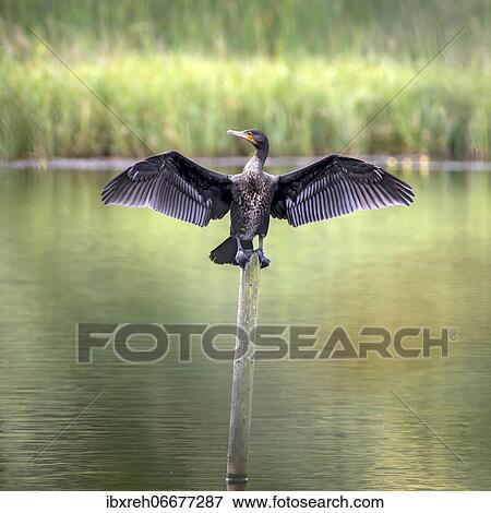 Great cormorant (Phalacrocorax carbo), sitting on a wooden pole and spreading its wings to dry, Burgenland, Austria, Europe View Large Photo Image Stock Photo - Great cormorant (Phalacrocorax carbo), sitting on a wooden pole and spreading its wings to dry, Burgenland, Austria, Europe. Fotosearch
