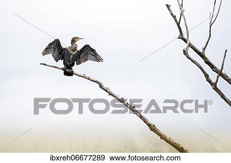 Great cormorant (Phalacrocorax carbo), sitting on a tree and drying its wings, Vorarlberg, Austria, Europe View Large Photo Image Stock Photo - Great cormorant (Phalacrocorax carbo), sitting on a tree and drying its wings, Vorarlberg, Austria, Europe. Fotosearch