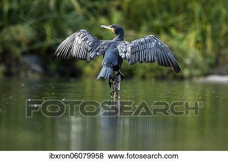 Great cormorant (Phalacrocorax carbo) sitting with wings spread on posts above the water, Germany, Europe View Large Photo Image Stock Photo - Great cormorant (Phalacrocorax carbo) sitting with wings spread on posts above the water, Germany, Europe. Fotosearch