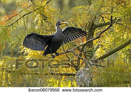 Great cormorant (Phalacrocorax carbo) sitting with wings spread in a tree, Germany, Europe View Large Photo Image Stock Photograph - Great cormorant (Phalacrocorax carbo) sitting with wings spread in a tree, Germany, Europe. Fotosearch