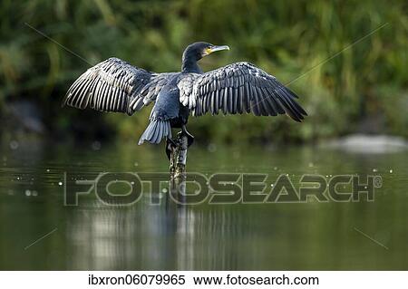 Great cormorant (Phalacrocorax carbo) sitting with wings spread on posts above the water, Germany, Europe View Large Photo Image Stock Photography - Great cormorant (Phalacrocorax carbo) sitting with wings spread on posts above the water, Germany, Europe. Fotosearch