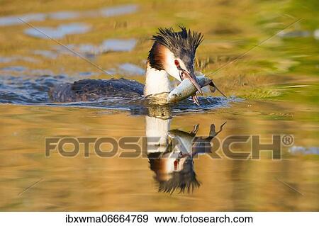 Stock Photo - Great crested grebe (Podiceps cristatus) with captured fish in its beak, Hesse, Germany, Europe. Fotosearch